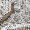 Brown Booby